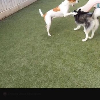 Preppy Pet - Pet Sitting Near Me - Houston, Texas