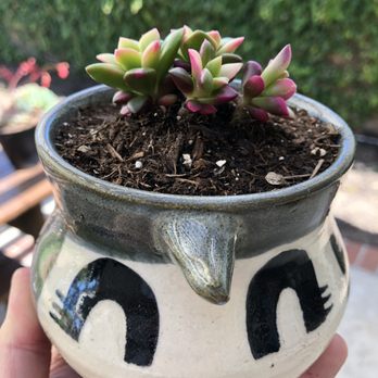 OC Succulents - Nurseries & Gardening Near Me - Irvine, California