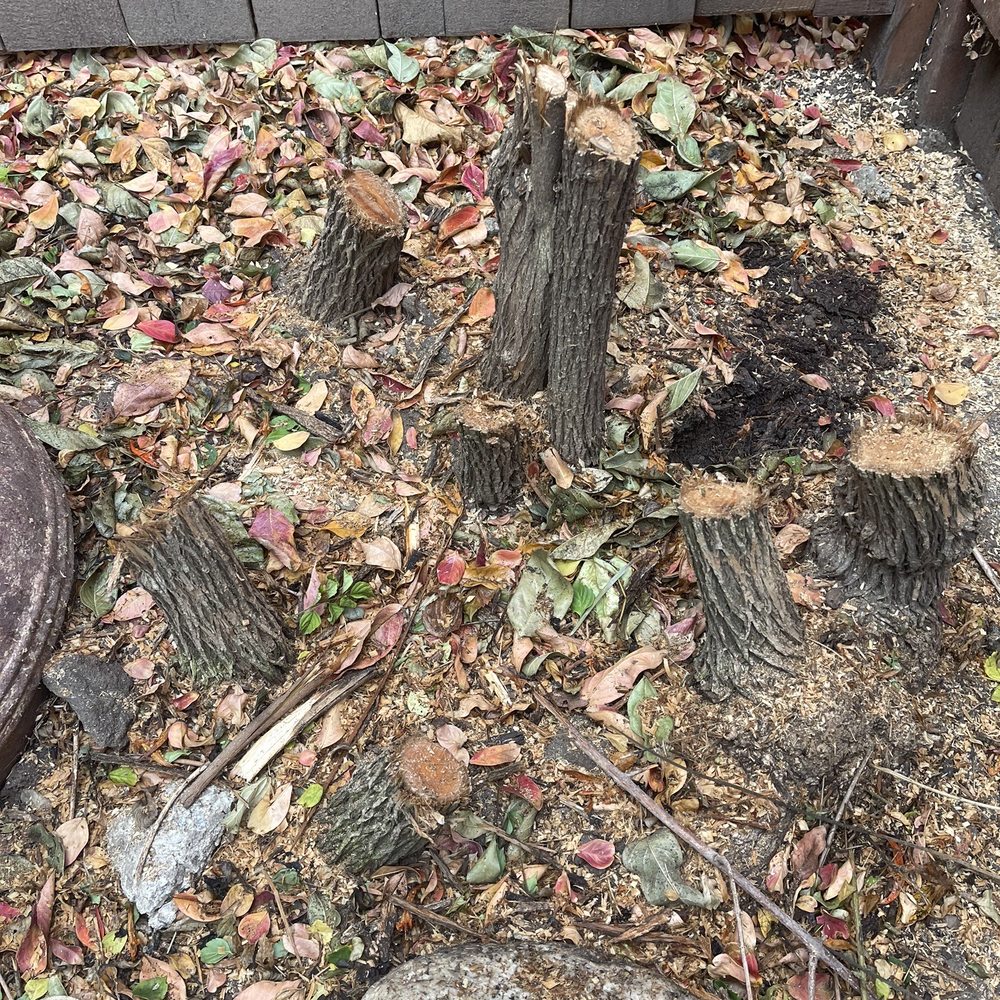 Your Price Tree Services - Before removal - Tree Services Near Me Your Price Tree Services - Before removal - Tree Services Near Me