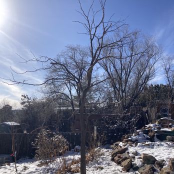 Holistic Tree Care - Tree Services Near Me