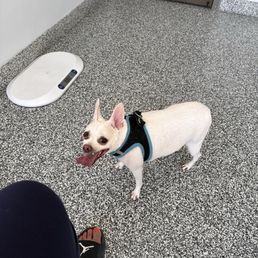 Rivers at the Vet.