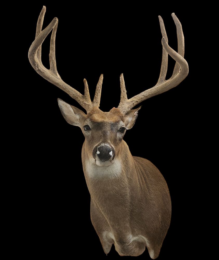 Parker's Taxidermy Studio - taxidermy in Monroe, NC