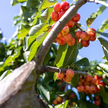 U Pick Orchards - 🍒U-Pick Orchards🍒 - Pick Your Own Farms Near Me - Gilroy, California U Pick Orchards - 🍒U-Pick Orchards🍒 - Pick Your Own Farms Near Me - Gilroy, California