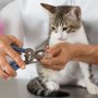 Photo of Singing Scissors Pet Grooming