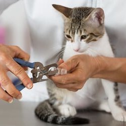 Singing Scissors Pet Grooming