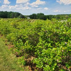 Stutzman Farms U-Pick Blueberries
