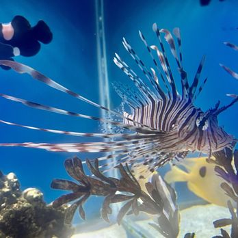Dna Aquatics - Salt water fish - Aquariums Near Me - Elkhart, Indiana Dna Aquatics - Salt water fish - Aquariums Near Me - Elkhart, Indiana