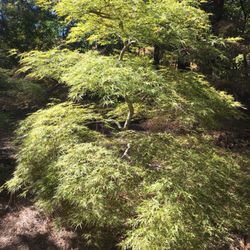 Ash's Japanese Maple Nursery