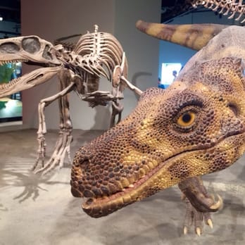 Field Museum - Museums Near Me - Chicago, Illinois Field Museum - Museums Near Me - Chicago, Illinois
