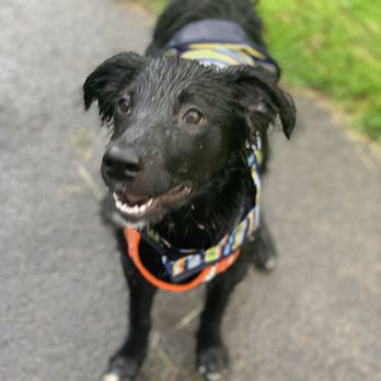 Heritage Pet Services - Pet Groomers Near Me