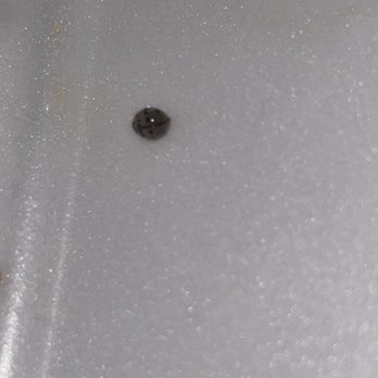 Panda Express - Bug??? - Chinese Near Me - Chatsworth, California Panda Express - Bug??? - Chinese Near Me - Chatsworth, California