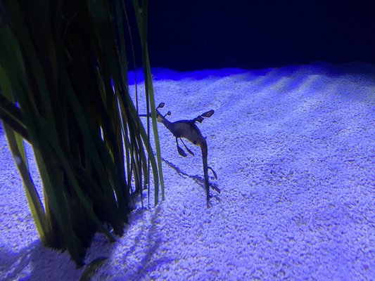 Oceanogràfic València by null