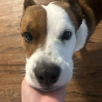 Topanga Veterinary Clinic - My doggy Leo! - Veterinarians Near Me - Chatsworth, California Topanga Veterinary Clinic - My doggy Leo! - Veterinarians Near Me - Chatsworth, California