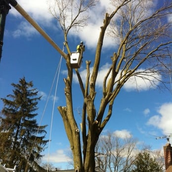 Cutting Edge Grounds Keeping - Safe removal using our 60 ft bucket truck - Tree Services Near Me - Millersville, Pennsylvania Cutting Edge Grounds Keeping - Safe removal using our 60 ft bucket truck - Tree Services Near Me - Millersville, Pennsylvania
