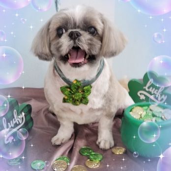 New Breeze Dog Salon - Gigi after her March grooming. Been a customer here since moving from mainland. - Pet Groomers Near Me - Honolulu, Hawaii