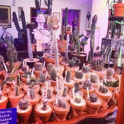 Fractal Cactus