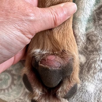 Susan's Bed and Biscuit - Burned paw - Pet Sitting Near Me - Paso Robles, California