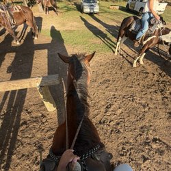 Cowboy Country Life - The horse