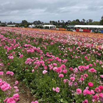 The Flower Fields - Venues & Event Spaces Near Me - Carlsbad, California The Flower Fields - Venues & Event Spaces Near Me - Carlsbad, California