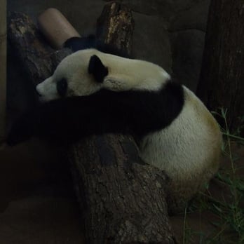 Memphis Zoo - Zoos Near Me - Memphis, Tennessee
