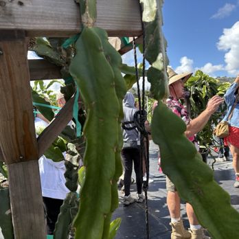 Shulman Dragon Fruit Orchard - Nurseries & Gardening Near Me - Moorpark, California Shulman Dragon Fruit Orchard - Nurseries & Gardening Near Me - Moorpark, California