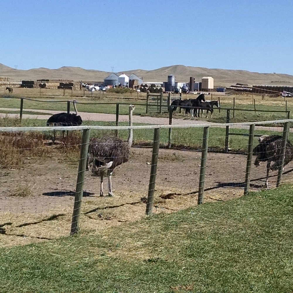 Terry Bison Ranch Resort - Venues & Event Spaces Near Me - Cheyenne, Wyoming Terry Bison Ranch Resort - Venues & Event Spaces Near Me - Cheyenne, Wyoming