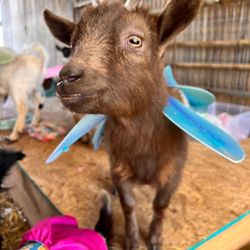 Goat Yoga Shoals