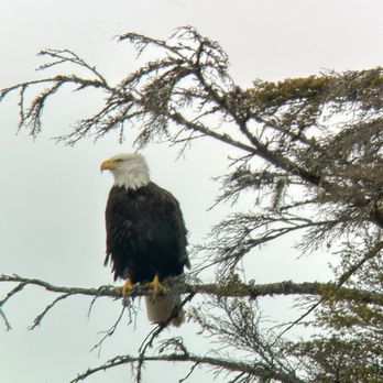 Icy Strait Birding Tours - Majestic eagle - Tours Near Me - Hoonah, Alaska Icy Strait Birding Tours - Majestic eagle - Tours Near Me - Hoonah, Alaska