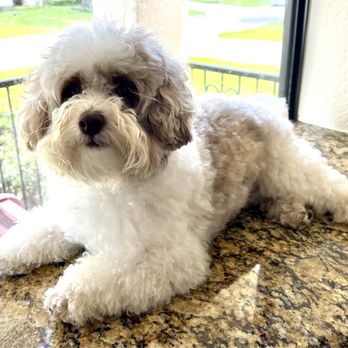 Pet Supplies Plus - Maltipoo - Pet Groomers Near Me - Houston, Texas Pet Supplies Plus - Maltipoo - Pet Groomers Near Me - Houston, Texas