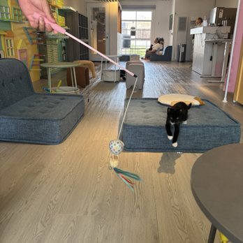 Cat Cafe Meows Rakuen - Cafes Near Me - Gardena, California Cat Cafe Meows Rakuen - Cafes Near Me - Gardena, California