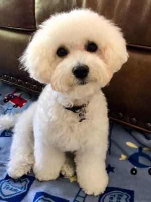 Happy pets - This work was done by Corinne F. and Elidas T. Pictures posted by happy customers. Happy pets - This work was done by Corinne F. and Elidas T. Pictures posted by happy customers.
