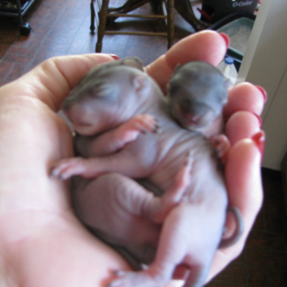 Thank you Gonzalo for saving the precious baby squirrels! Thank you Gonzalo for saving the precious baby squirrels!