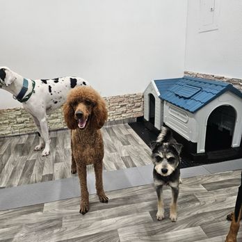Barkingham Pawlace - Andrea sends daily pictures of my dog playing and socializing. - Pet Boarding Near Me - Los Angeles, California Barkingham Pawlace - Andrea sends daily pictures of my dog playing and socializing. - Pet Boarding Near Me - Los Angeles, California