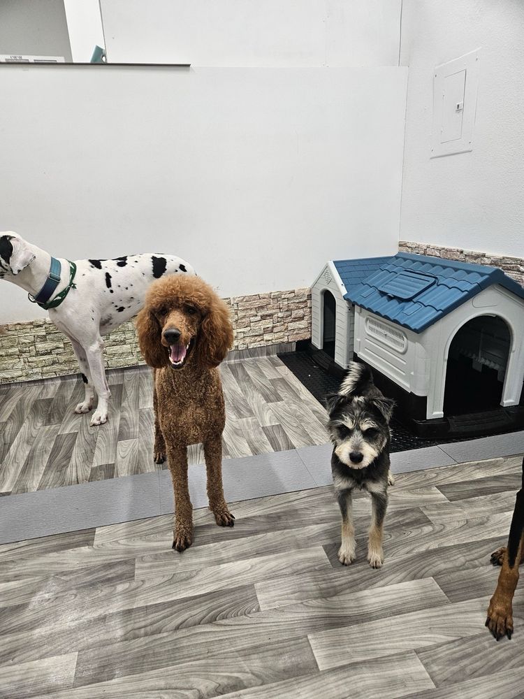 Barkingham Pawlace - pet boarding facility in Los Angeles, CA