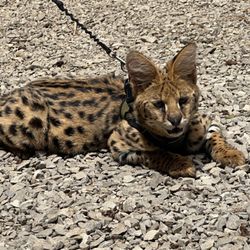 Serval