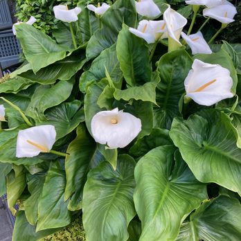 The Merrion Hotel - Beautiful lilies on the outside patio. - Hotels Near Me - Dublin, D The Merrion Hotel - Beautiful lilies on the outside patio. - Hotels Near Me - Dublin, D