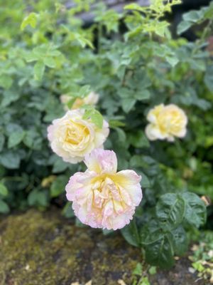 The Hollist Arms by null