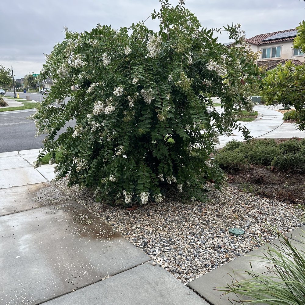 Andrade’s Landscaping and Tree Service - Tree Services Near Me