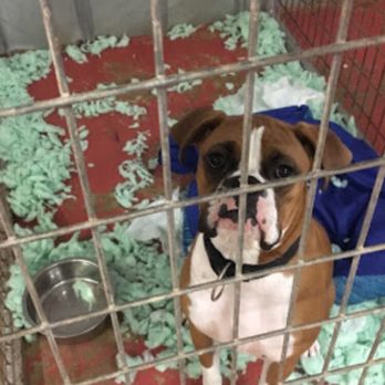 Diamond J Kennels - Pet Sitting Near Me - Taylor, Texas