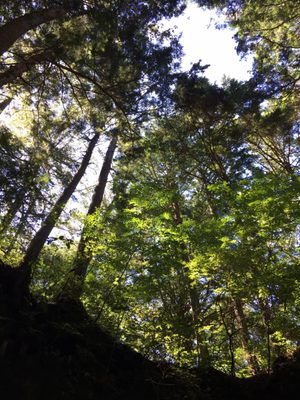 Narusawa Ice Cave by null