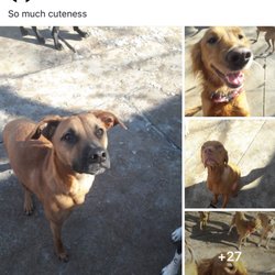 Dog House On the Trail - Dog House posts pictures all day of the dogs playing. My golden always seems to be happy as can be in every picture!