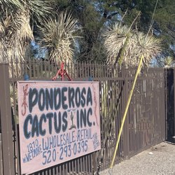 Ponderosa Cactus