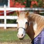 Foxtale Horse Farm NY