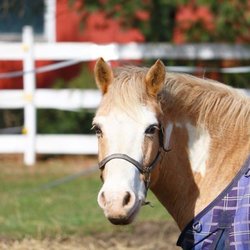 Foxtale Horse Farm NY - Karats & Kisses