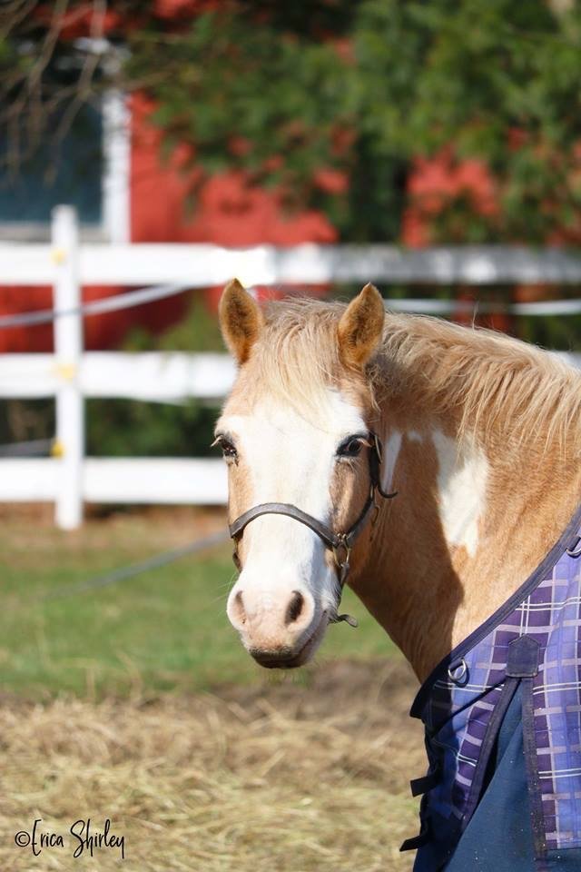 Foxtale Horse Farm NY - equestrian in Horseheads, NY
