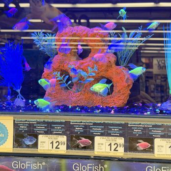 Petco - glow fish - Pet Stores Near Me - Tucson, Arizona Petco - glow fish - Pet Stores Near Me - Tucson, Arizona