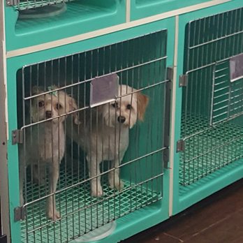 Discount Pets - Mango and Padme! - Pet Groomers Near Me - Anaheim, California Discount Pets - Mango and Padme! - Pet Groomers Near Me - Anaheim, California
