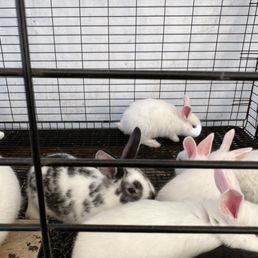 Raising rabbits is easy when you get your cages from tractor supply Raising rabbits is easy when you get your cages from tractor supply