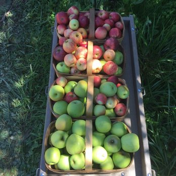 Stepp's Hillcrest Orchard - Pick Your Own Farms Near Me - Hendersonville, North Carolina Stepp's Hillcrest Orchard - Pick Your Own Farms Near Me - Hendersonville, North Carolina