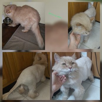 Knots & Naps Really - Pet Groomers Near Me - Lockport , New York